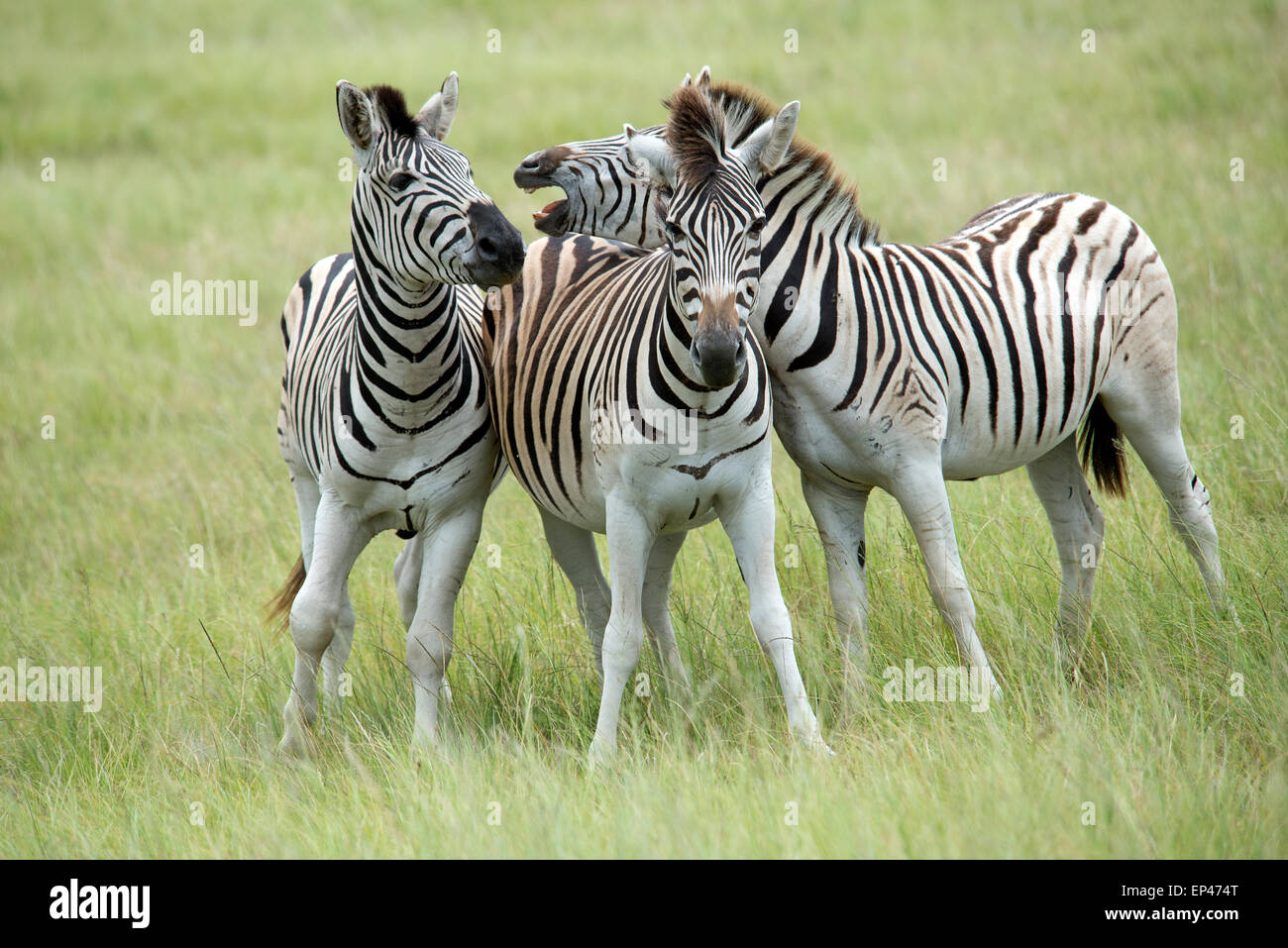 La Burchell Zebra visualizzati in Sud Africa Foto Stock