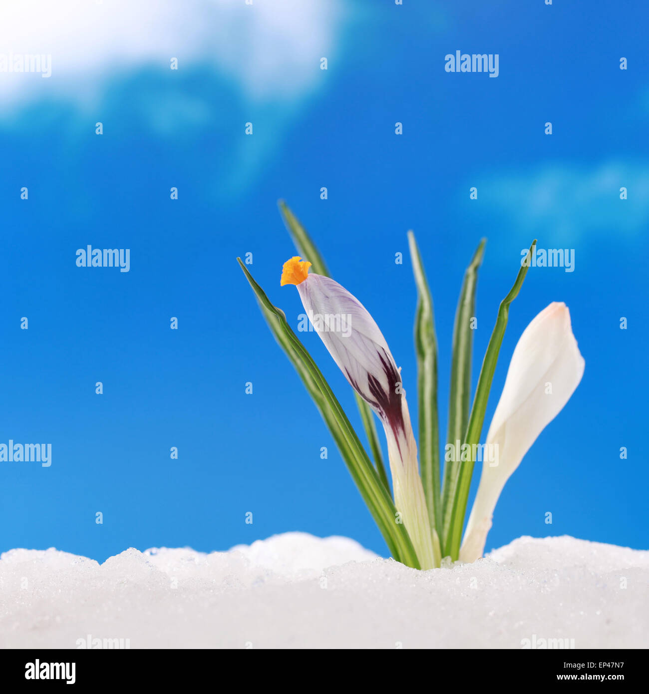 Konzept Frühling Krokus im Schnee Foto Stock