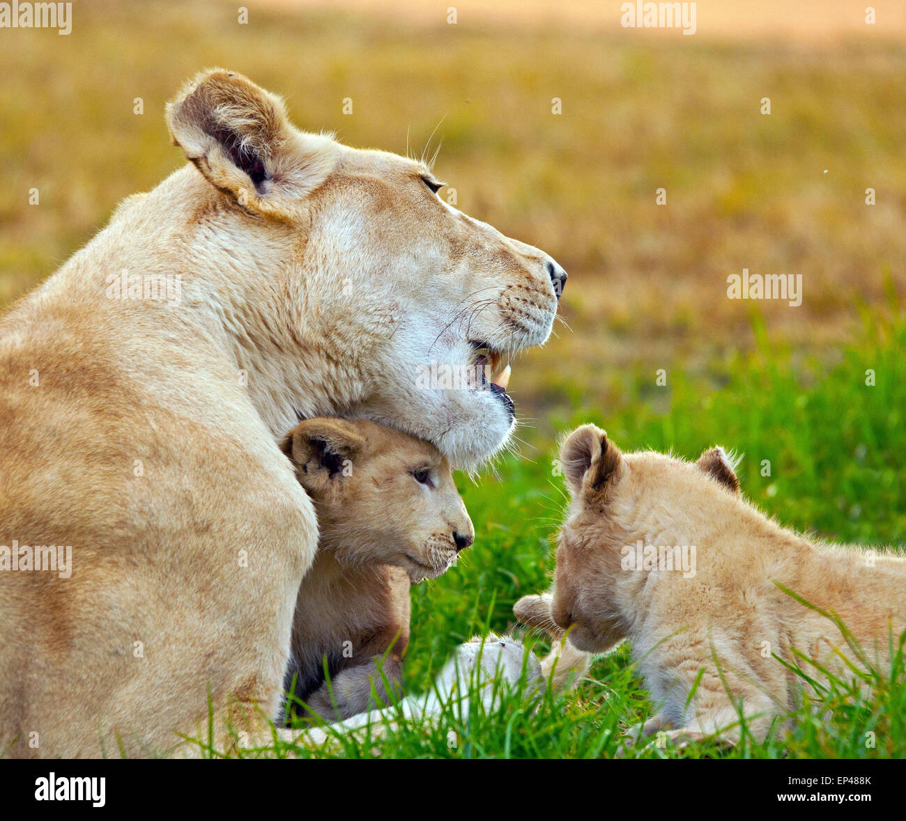 Leonessa con due lion cubs, Sud Africa Foto Stock