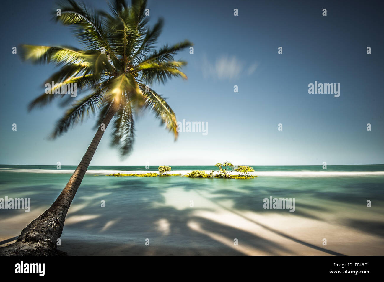 Palm Tree e le ombre su una spiaggia tropicale, Praia dos Carneiros, Brasile Foto Stock