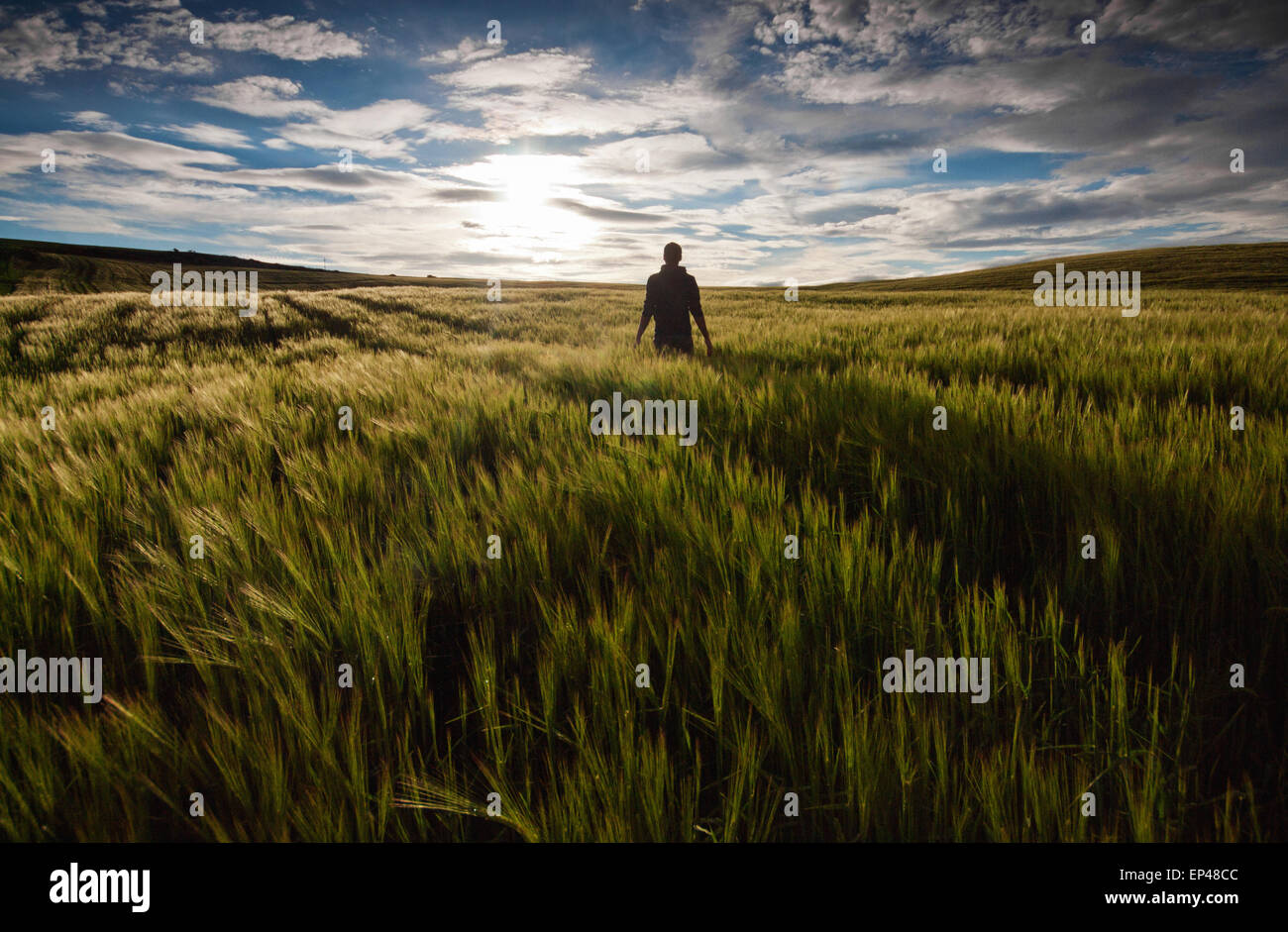 Vista posteriore di un uomo in piedi in un campo verde al tramonto Foto Stock