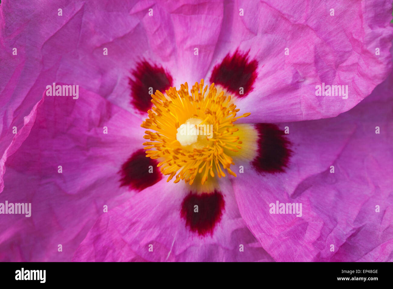 Close up di cisto × purpureus, rock rose Foto Stock