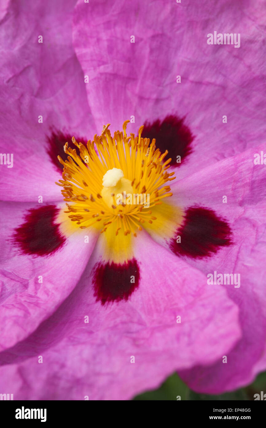 Immagine Maco di Cistus × purpurpureus, rosa di roccia fiorita, Regno Unito Foto Stock