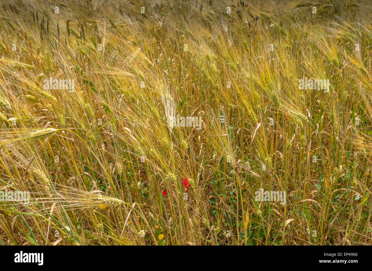 Campo di ripe golden orzo al vento, Porto Cheli, Portocheli, Peloponneso, Grecia Foto Stock