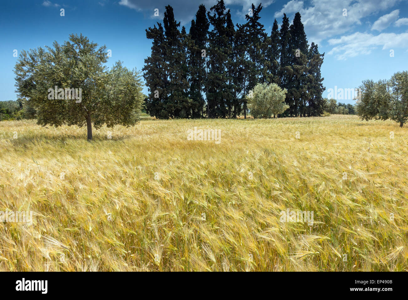 Campo di ripe golden orzo al vento, Porto Cheli, Portocheli, Peloponneso, Grecia Foto Stock