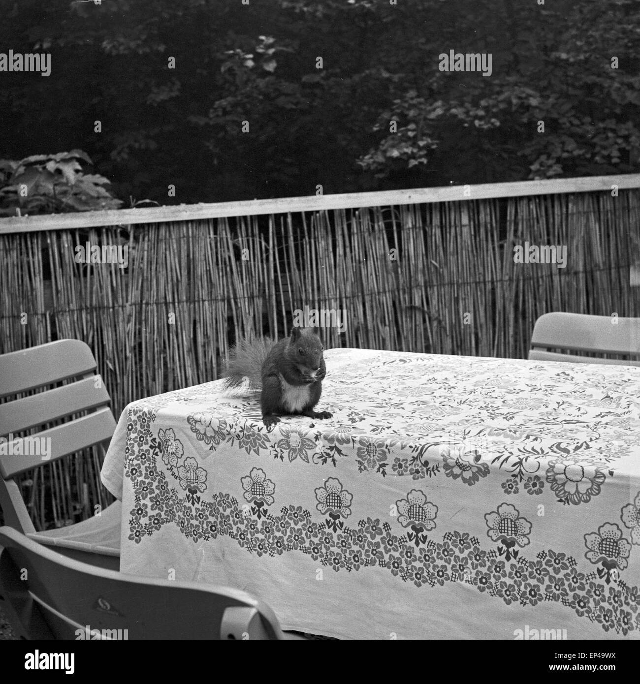 Ein Eichhörnchen sitzt auf einem Tisch in einem Gartenrestaurant (ristorante nel giardino) Berlino, Deutschland 1950er Jahre. Uno scoiattolo seduto su un tavolo Foto Stock