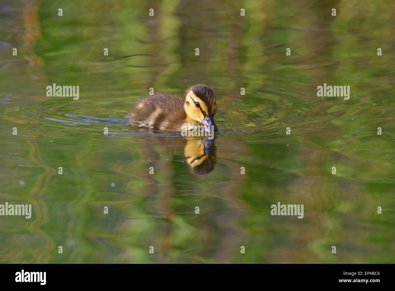 Baby mallard nuoto nel lago Foto Stock