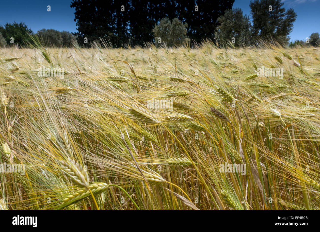 Campo di ripe golden orzo al vento, Porto Cheli, Portocheli, Peloponneso, Grecia Foto Stock