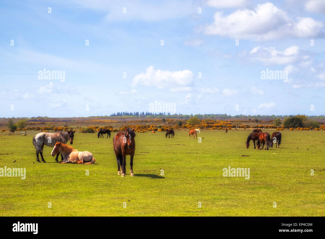Pony selvatici nella nuova foresta, Hampshire, Regno Unito Foto Stock