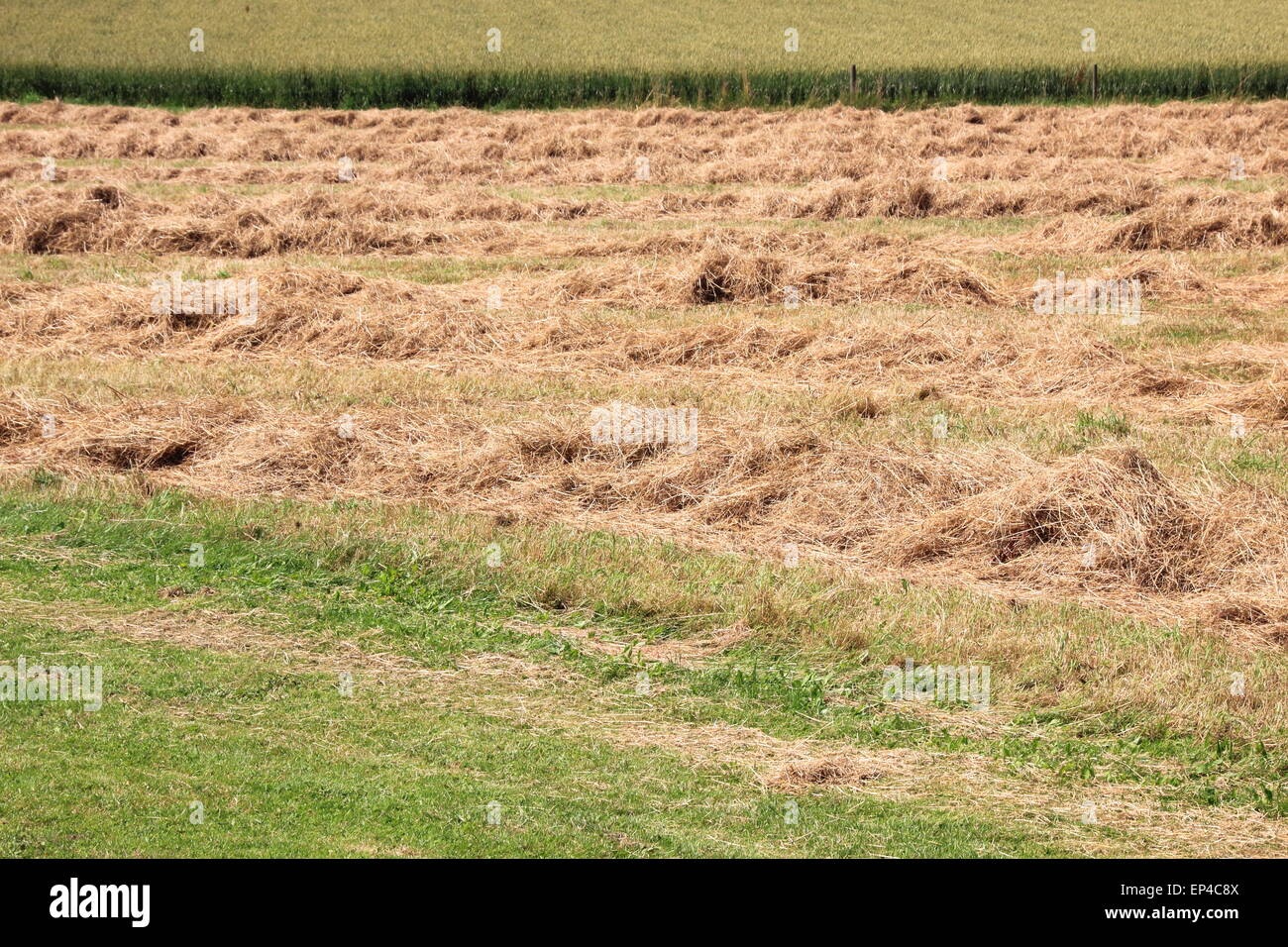 Il fieno raccolto in campo calda estate Foto Stock