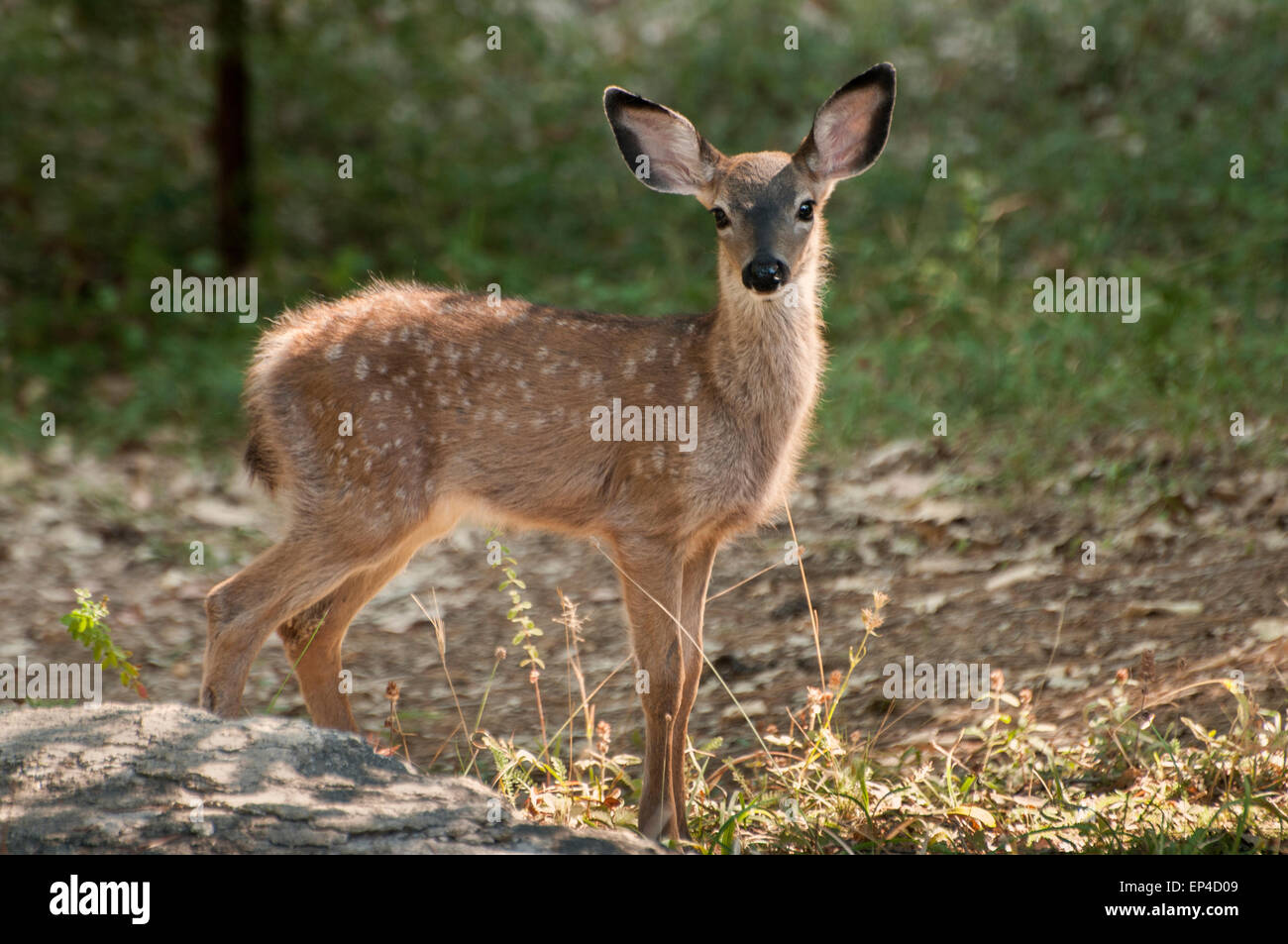 Un giovane Mule Deer (Odocoileus hemionus) fulvo, la Sierra Foothills della California del Nord Foto Stock