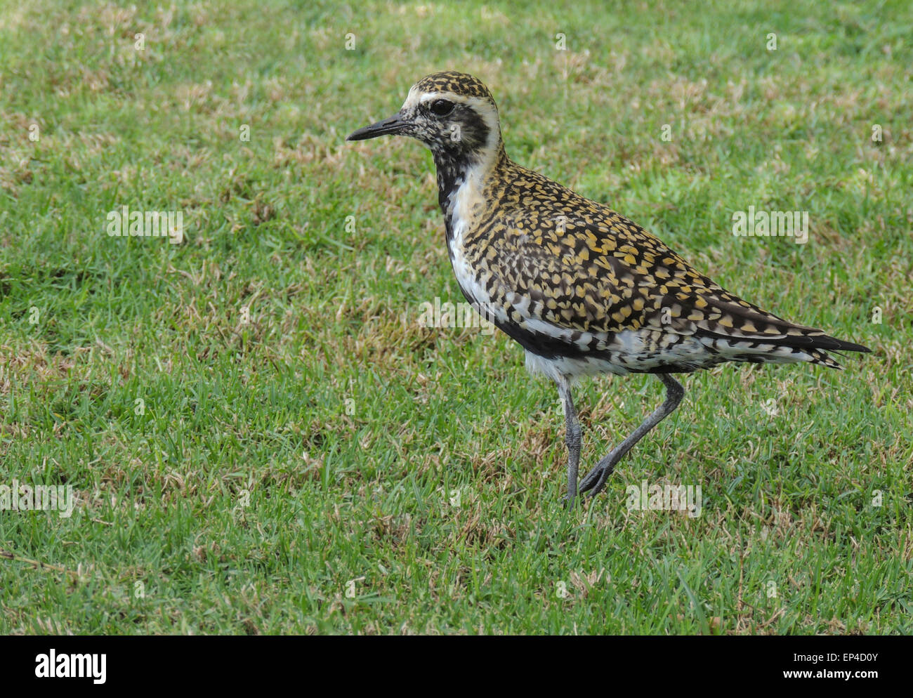 American Golden Plover (Pluvialis dominica) Ka'anapali parte Occidentale di Maui, Hawaii. Foto Stock