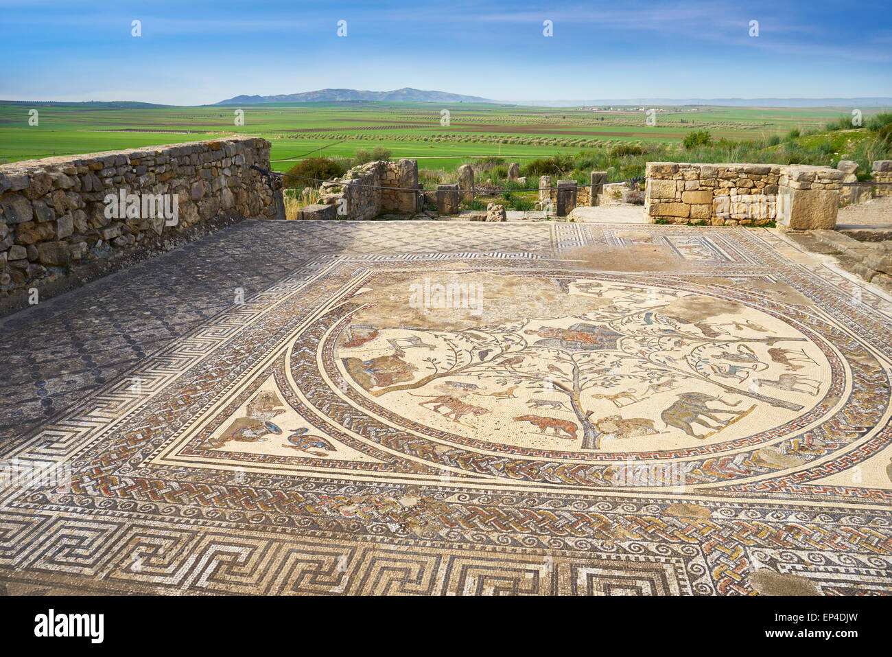 Volubilis, antica città romana in Zerhoun montagne, vicino a Fes. Vista verso il pavimento a mosaico in casa Orpfeus. Il Marocco Foto Stock