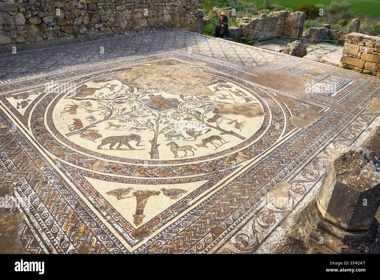 Volubilis, antica città romana in Zerhoun montagne, vicino a Fes. Vista verso il pavimento a mosaico in casa Orpfeus. Il Marocco Foto Stock