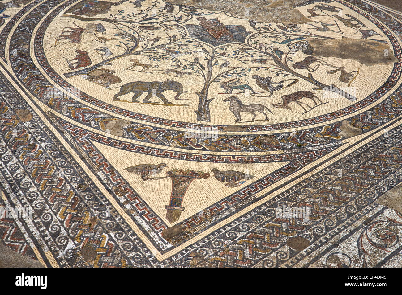 Volubilis, antica città romana in Zerhoun montagne, vicino a Fes. Vista verso il pavimento a mosaico in casa Orpfeus. Il Marocco Foto Stock