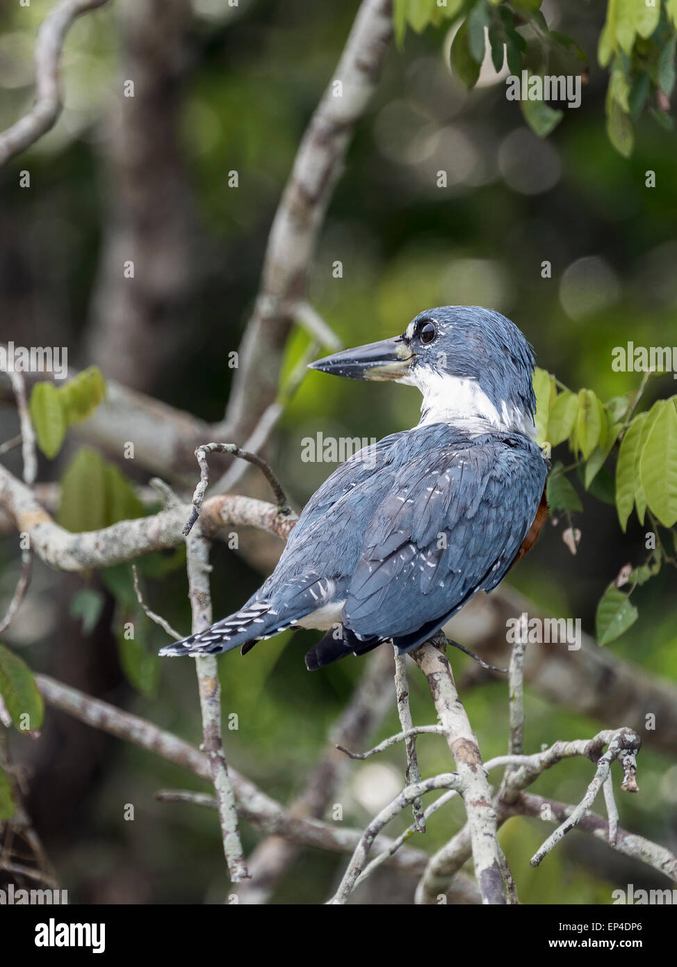 Di inanellare kingfisher (Megaceryl torquata) in una struttura ad albero, Fiume Pixaim, Pantanal, Brasile Foto Stock