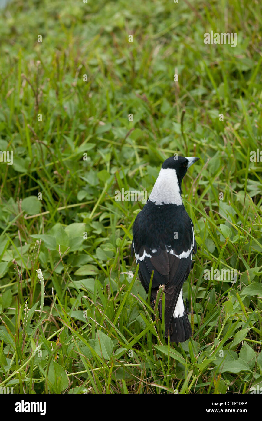Una gazza lark si siede in un campo erboso a Noosa teste, Australia. Foto Stock