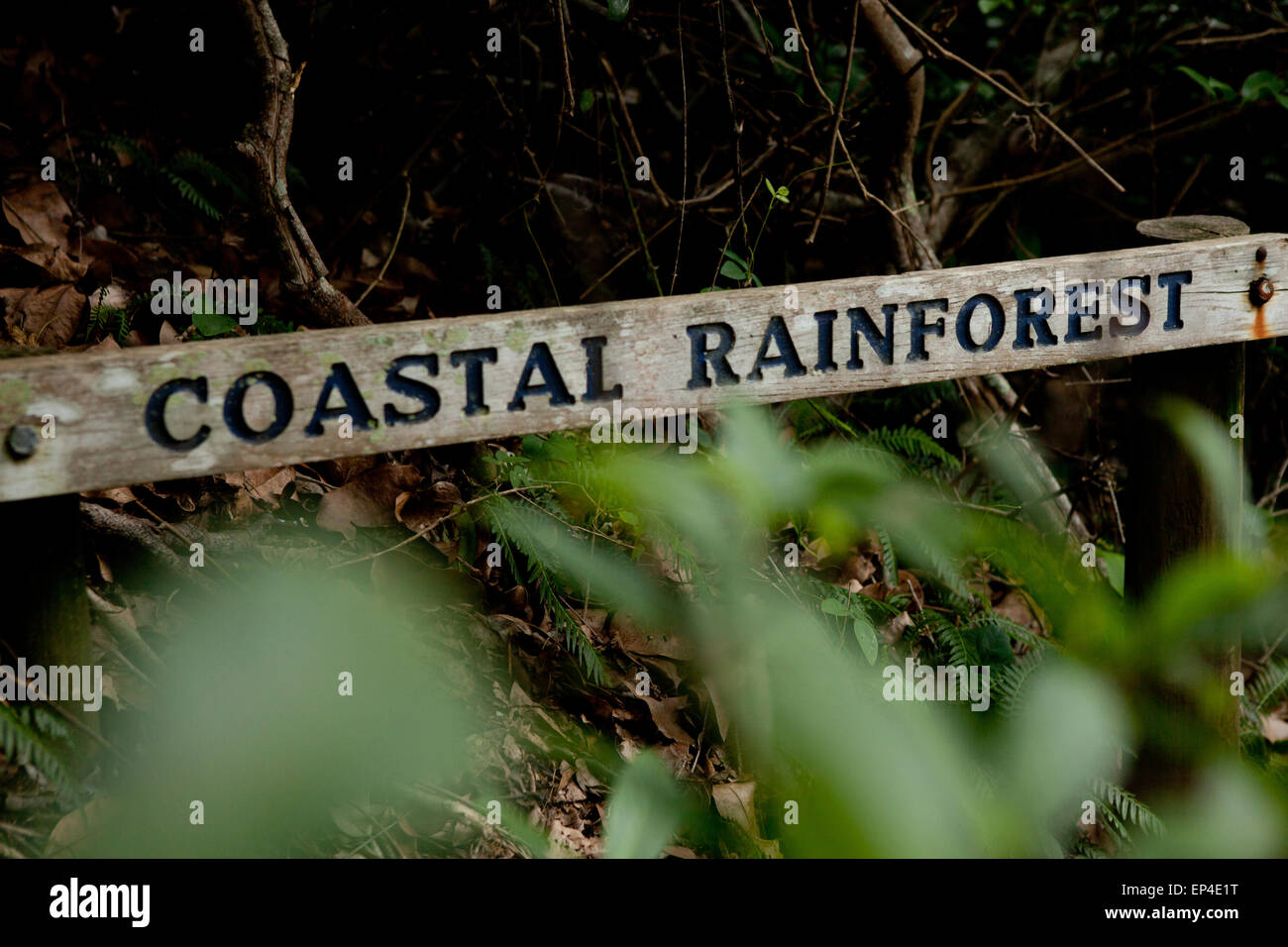 Una pioggia costiere segno della foresta si trova all'ingresso del bosco. Foto Stock