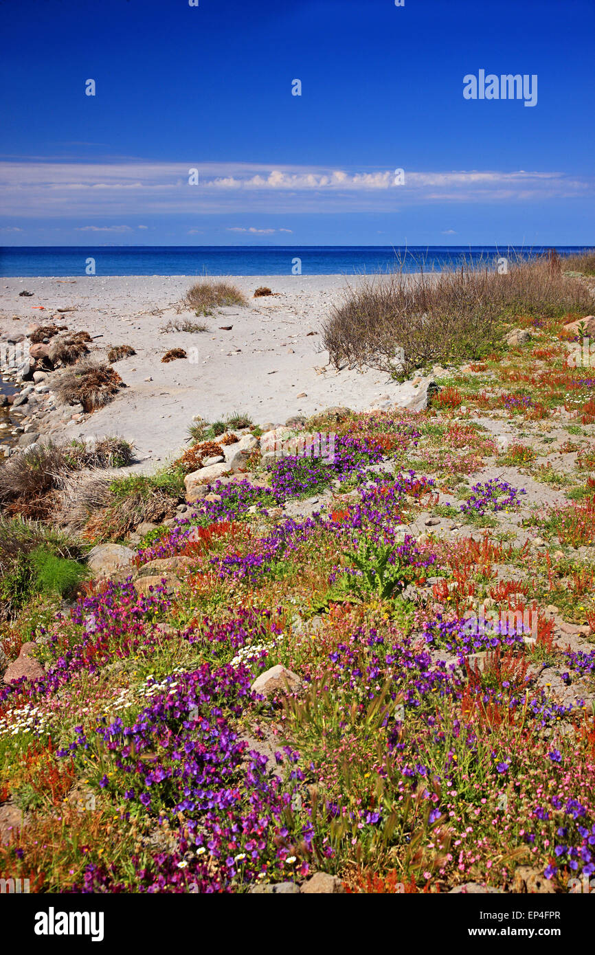 Ftelio beach, a Agios Efstratios ('Ai Stratis') isola ,Egeo Settentrionale, Grecia. Foto Stock