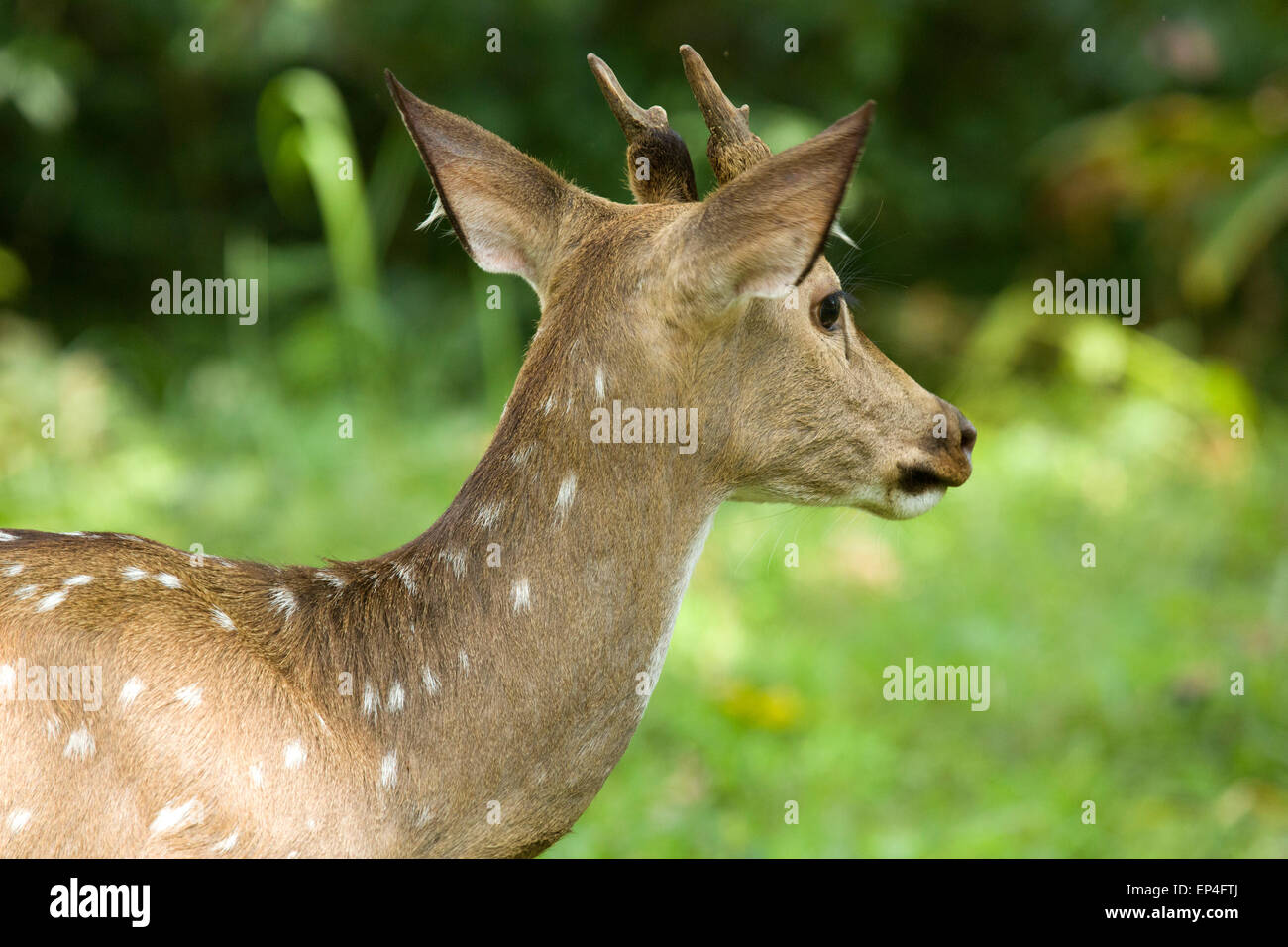 Avvistato cervi In Nagarhole Parco Nazionale di Karnataka Foto Stock