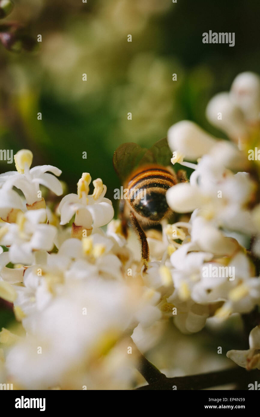 Honeybee rovistando nel ligustro. Foto Stock