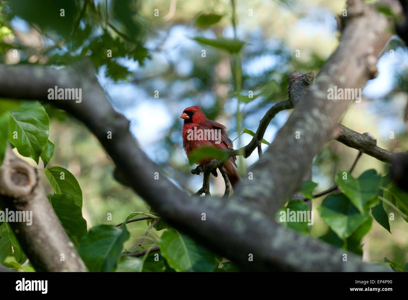 Il Cardinale settentrionale (Cardinalis cardinalis) nella struttura ad albero - Virginia STATI UNITI D'AMERICA Foto Stock