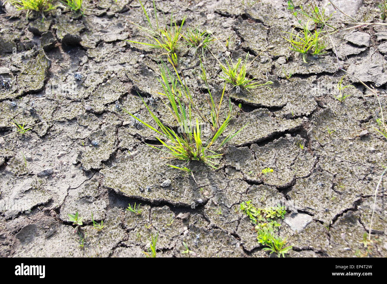 Asciugare incrinato in terra sopravvivono con pianta verde Foto Stock
