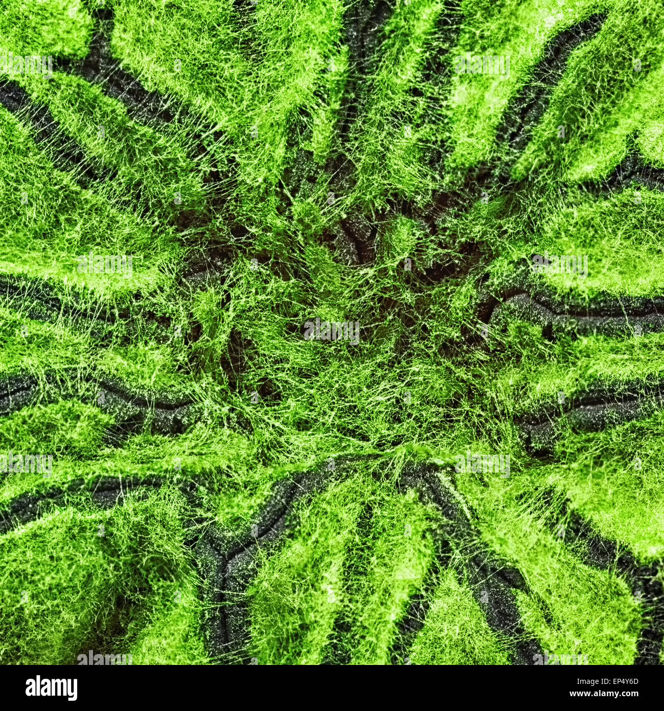 Macro shot di stampo fuzzy Foto Stock