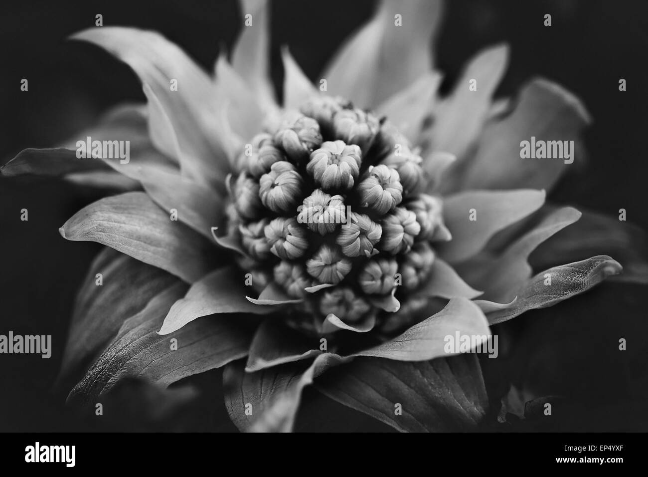 Close up fiore in bianco e nero Foto Stock