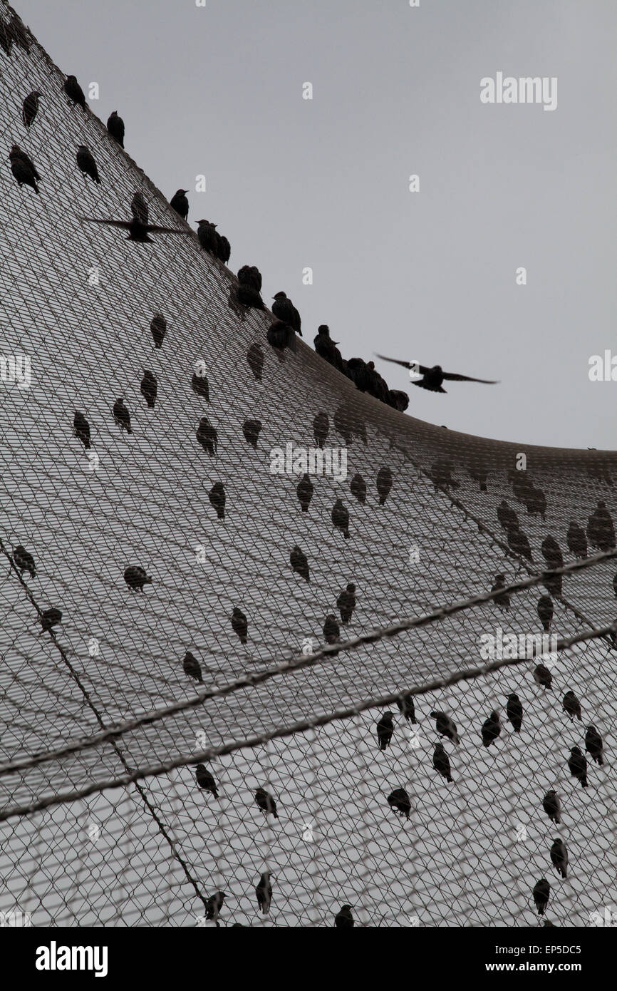 Per gli storni (Sturnus vulgatis). Uccelli selvatici riuniranno sulla rete al di fuori di una voliera prima di andare su di un sito sono ' appollaiati per Foto Stock