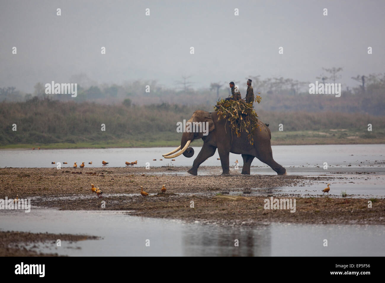 O asiatico Elefante indiano (Elephas maximus), e mahouts tornando dalla mattina presto la raccolta di foraggio sfoglia, circa a croce Foto Stock