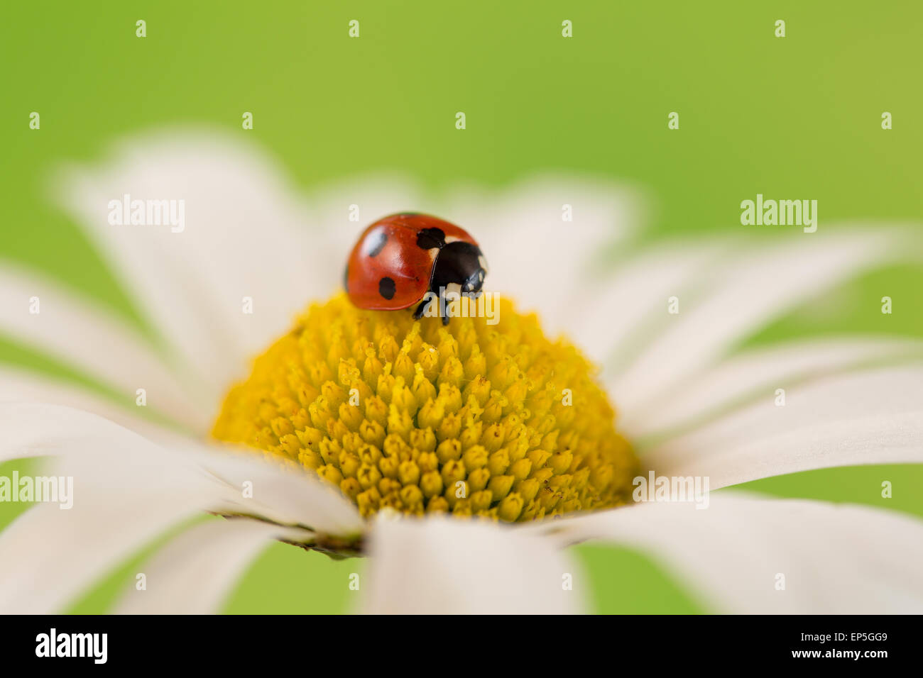 Marienkäfer auf einer Blüte einer Blume Foto Stock