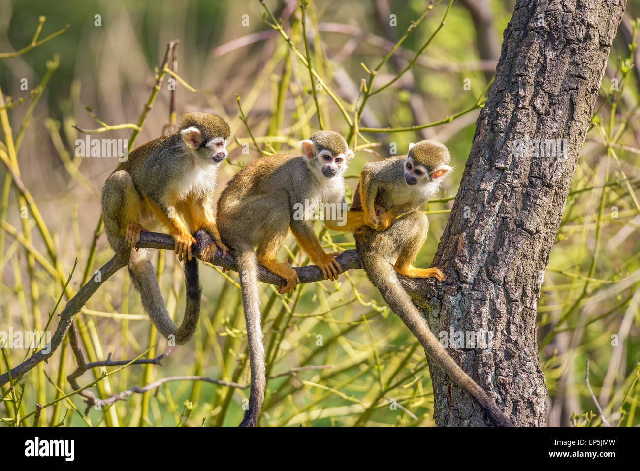 Tre comuni scimmie scoiattolo (Saimiri sciureus) giocando su un ramo di albero Foto Stock