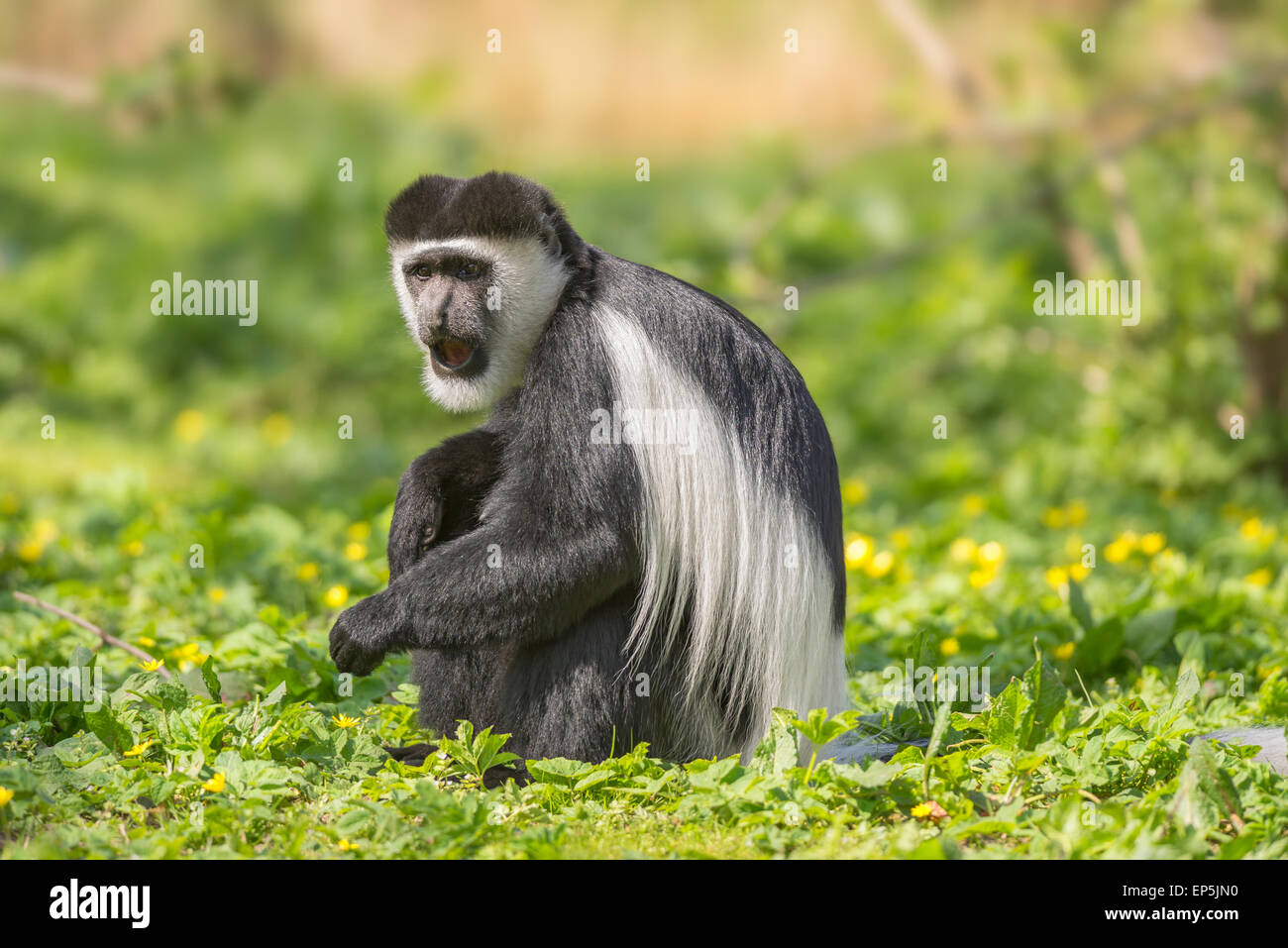 Mantled (guereza Colobus guereza) noto anche come il bianco e nero Colobus Monkey Foto Stock