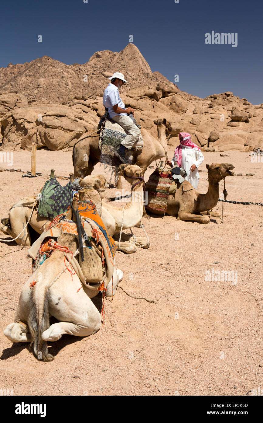 L'Egitto, il Sinai Sharm el Sheikh, Parco Nazionale di Nabq, Beduino dando turista corsa in cammello Foto Stock