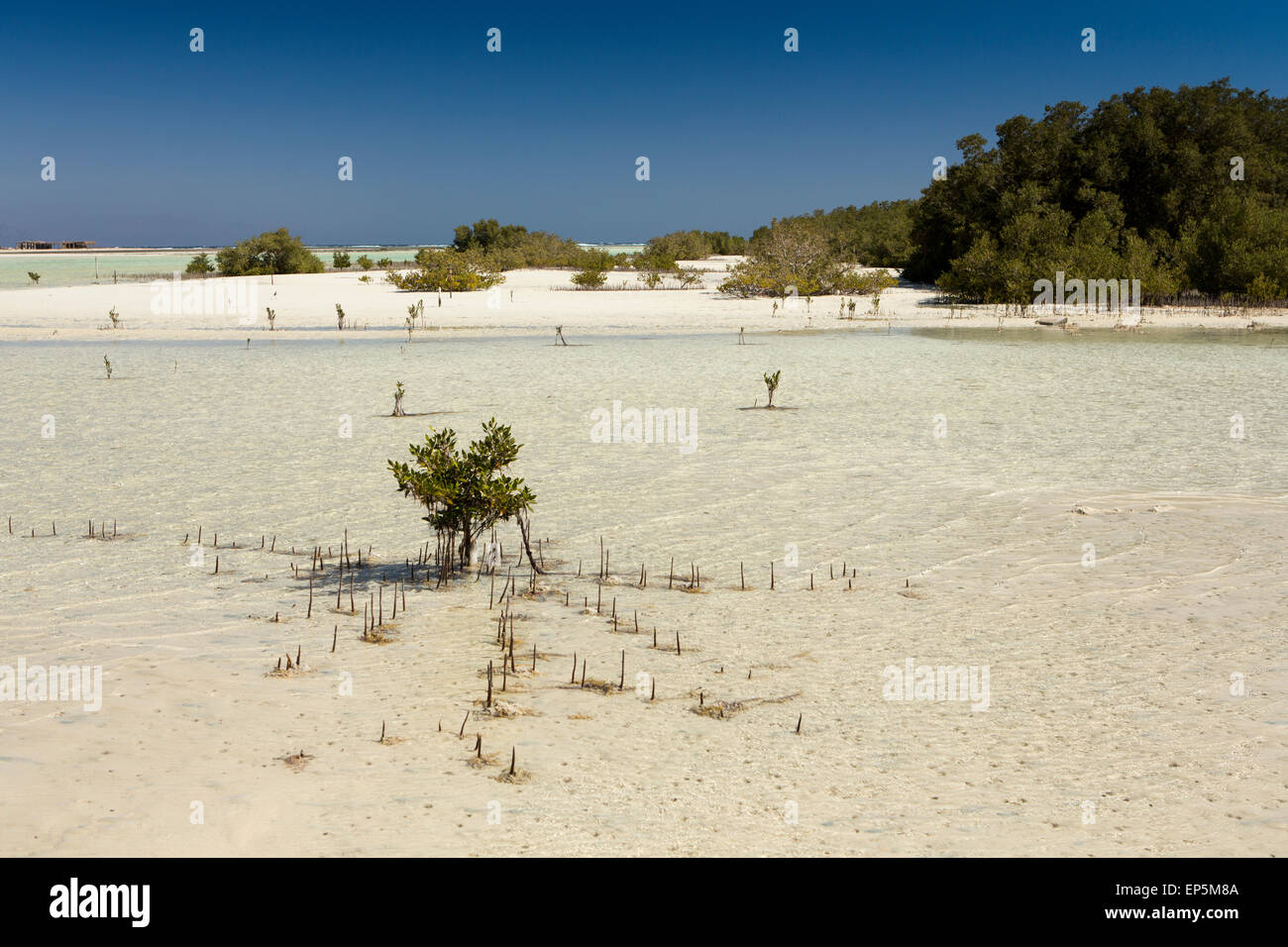 L'Egitto, il Sinai Sharm el Sheikh, Parco Nazionale di Nabq, mangrovie, Avicennia marina, in fondali bassi Foto Stock