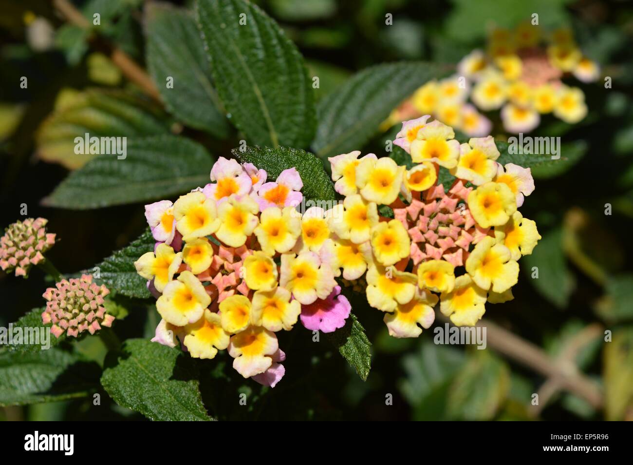 Giallo e fiori di colore rosa Foto Stock