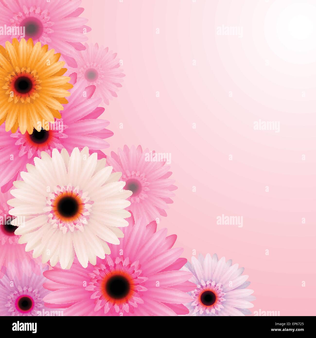 Gerber fiori isolati su sfondo rosa. Illustrazione Vettoriale Illustrazione Vettoriale