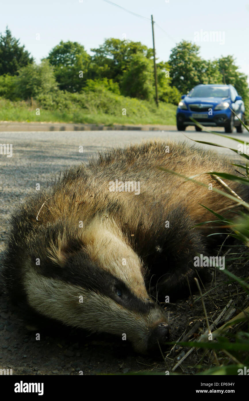 Dead Badger da strada con auto sfocata Foto Stock