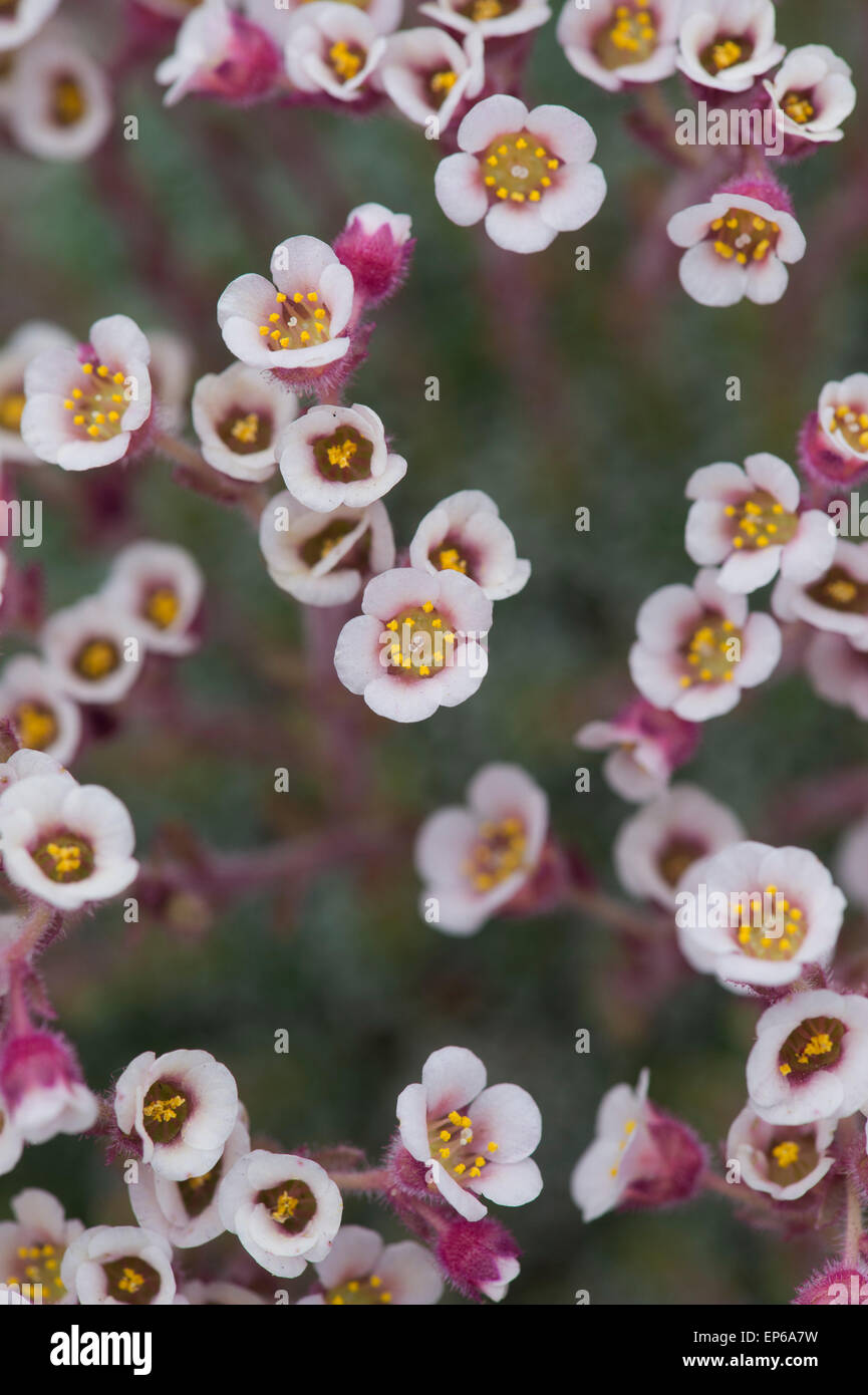Saxifraga edith fiori Foto Stock