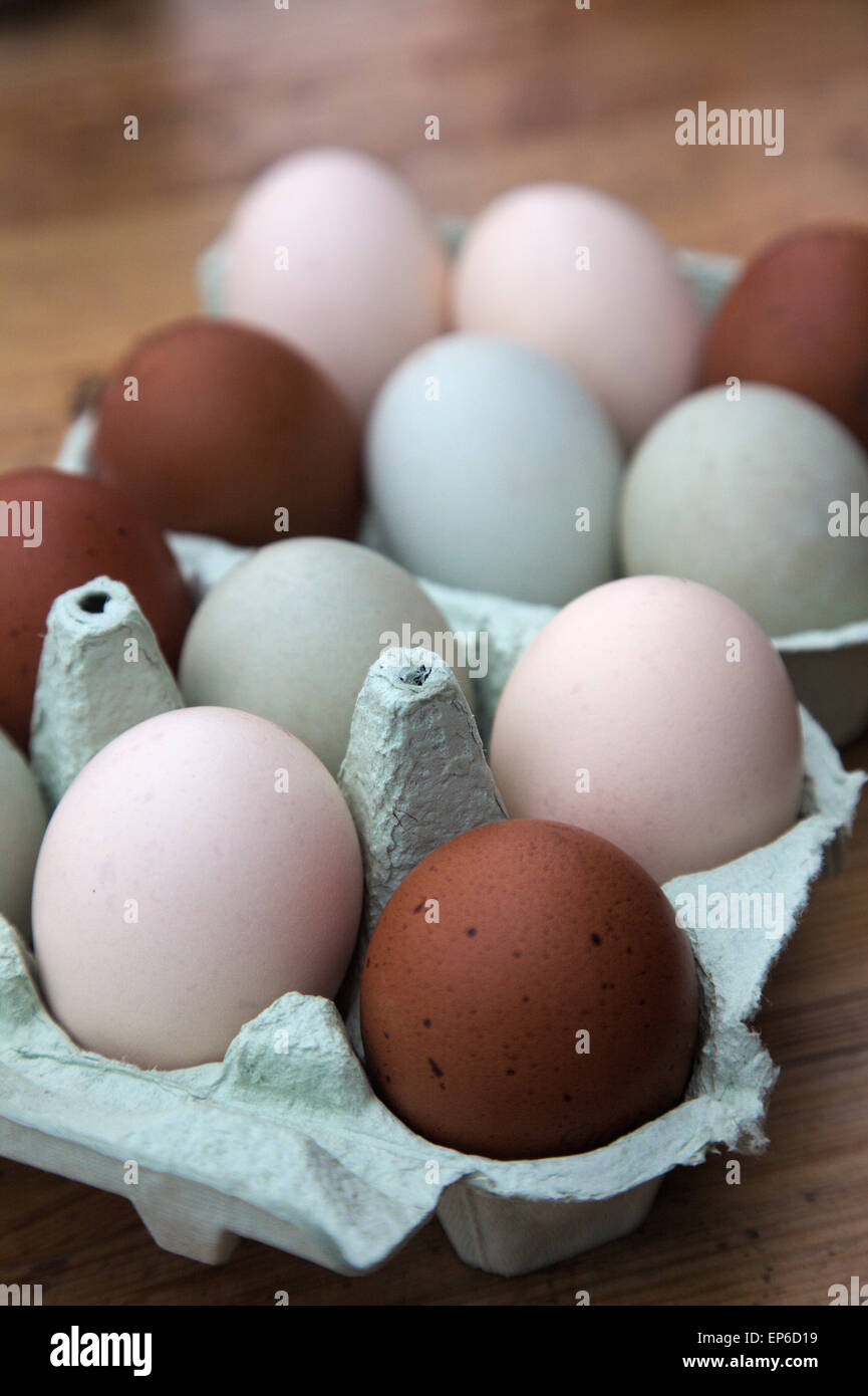 Uova di polli - verde - Crema legbar, Buff - Voerwerk e rosolare le uova dal blu di rame Maran Foto Stock