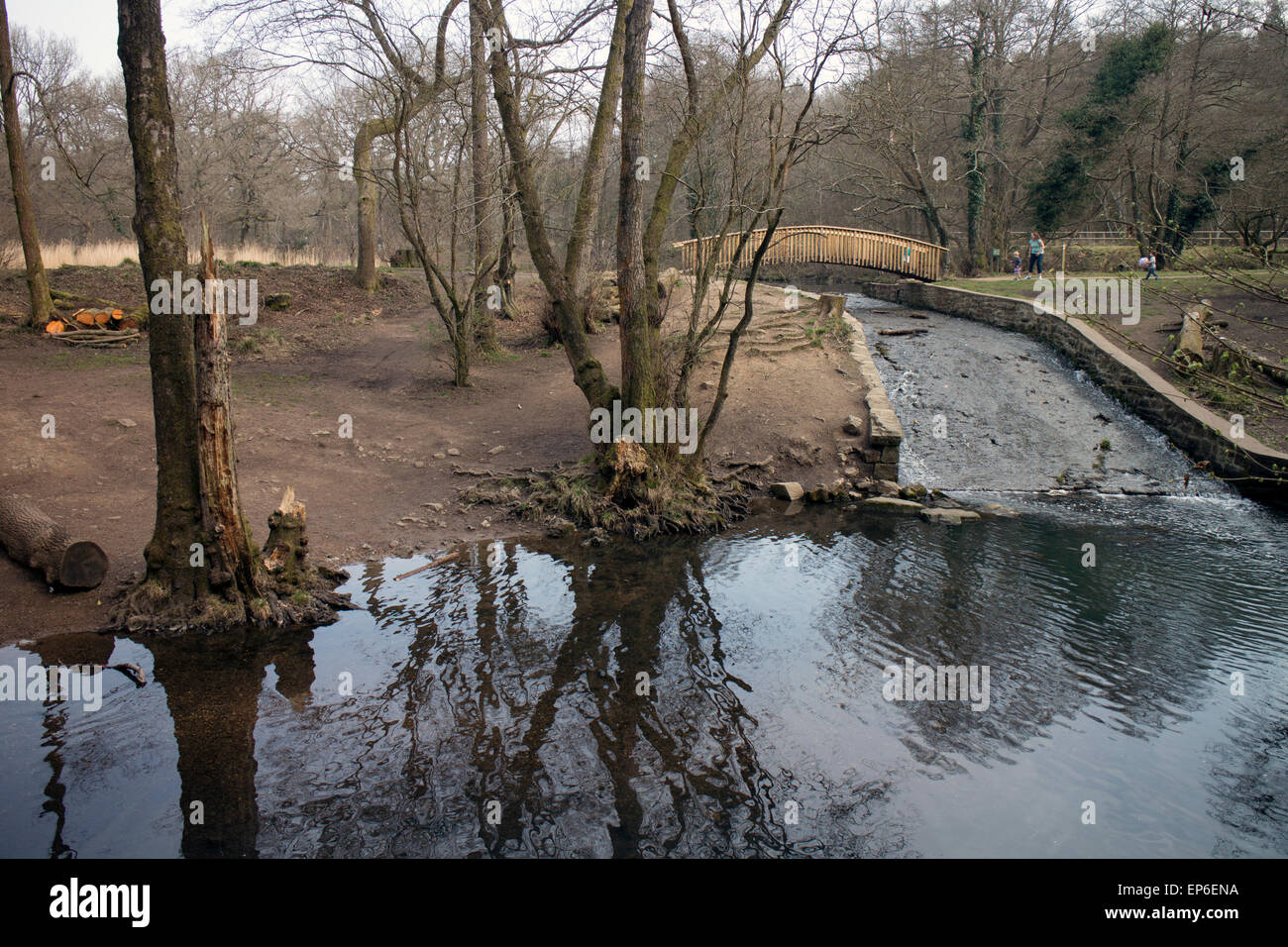 Cannop stagni, Foresta di Dean, Gloucestershire, Regno Unito Foto Stock