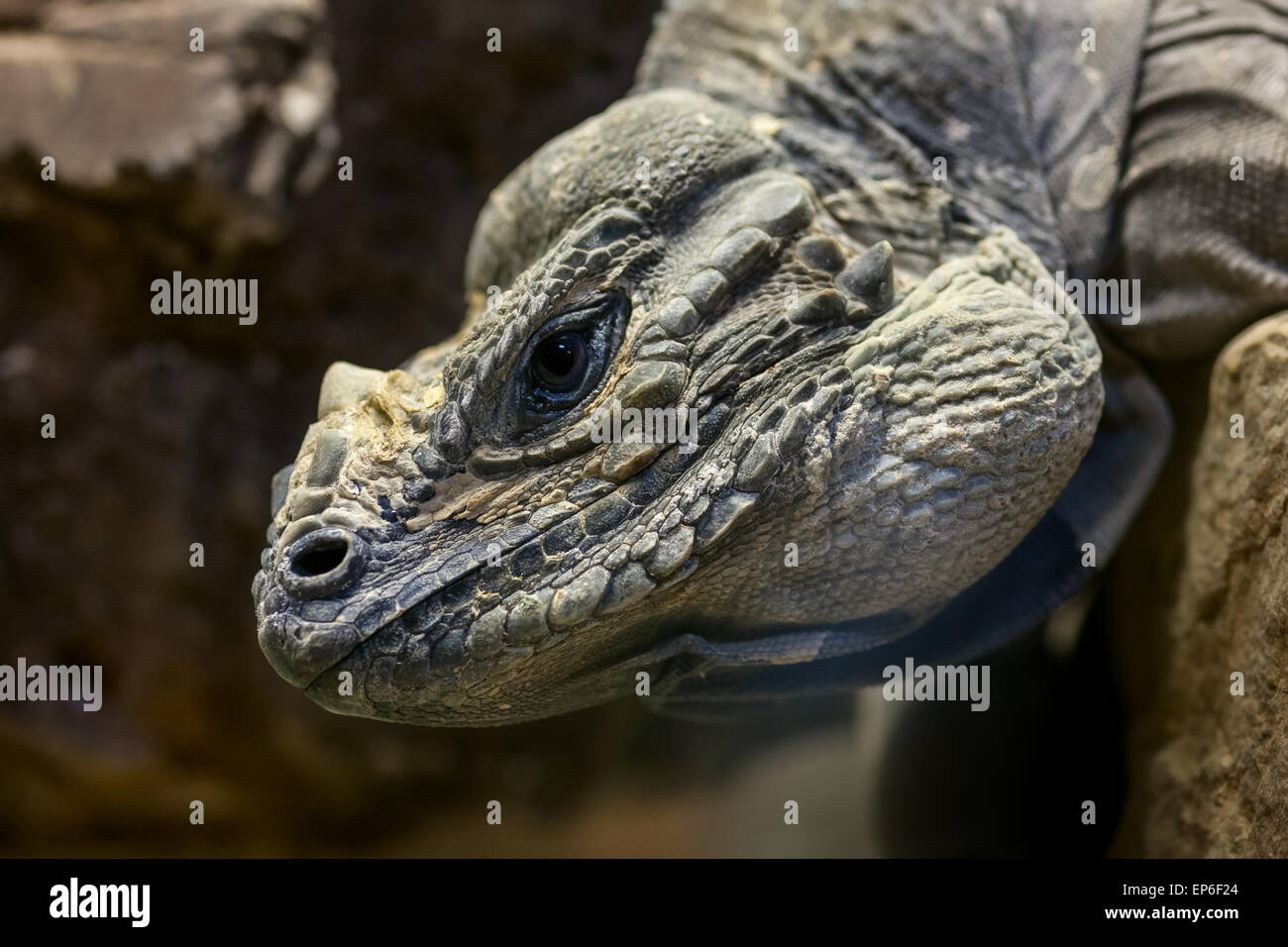 Testa di Iguana Foto Stock