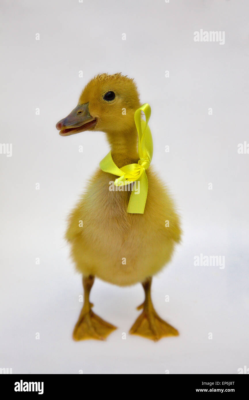 Biondo giallo giorno vecchia Anatra Anatra sfondo bianco con nastro giallo e la prua Foto Stock