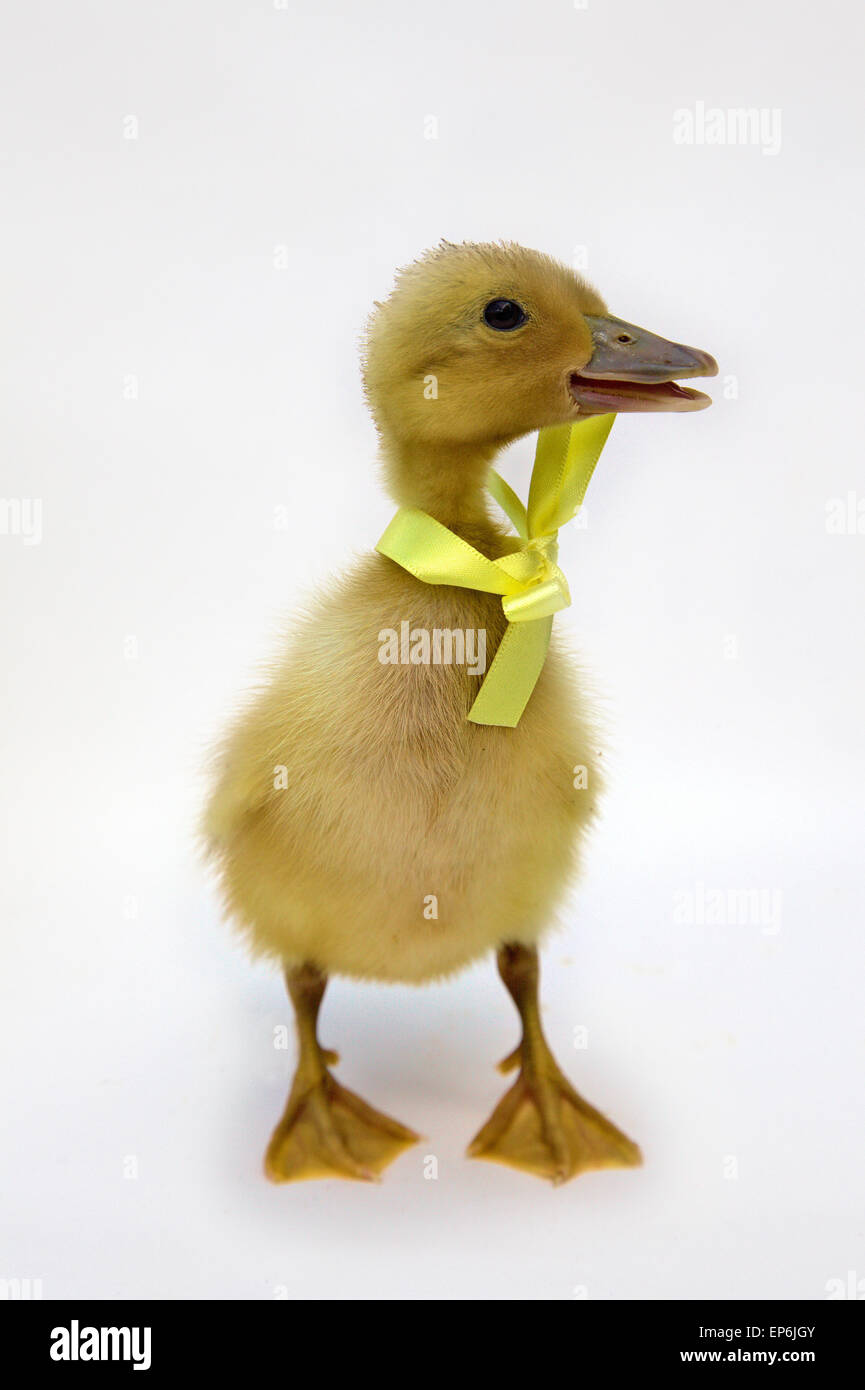 Biondo giallo giorno vecchia Anatra Anatra sfondo bianco con nastro giallo e la prua Foto Stock