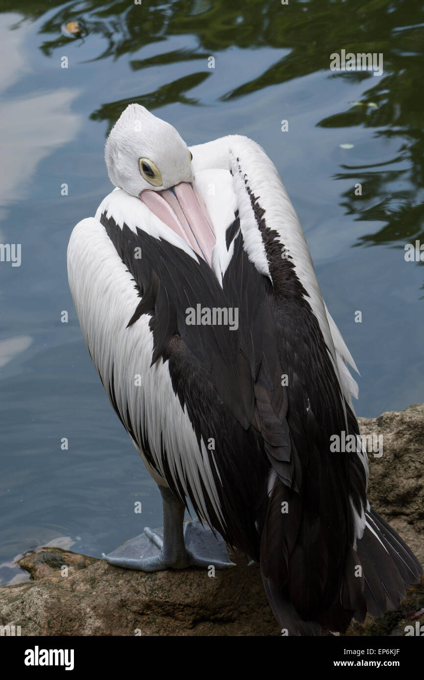 Singapore, Parco degli Uccelli di Jurong. Pellicano australiano (Pelecanus conspicillatus) Foto Stock