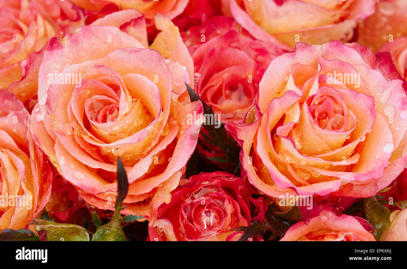 Gocce di pioggia sulla rose artificiali sulla tomba Barnoon cimitero St Ives Cornwall Inghilterra Europa Foto Stock