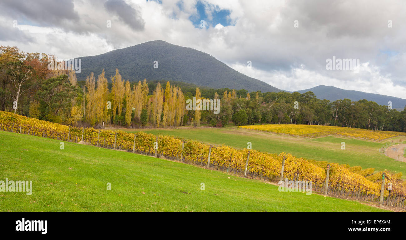 Paesaggio di vigneti di campi nella Valle di Yarra, Victoria, Australia in autunno Foto Stock