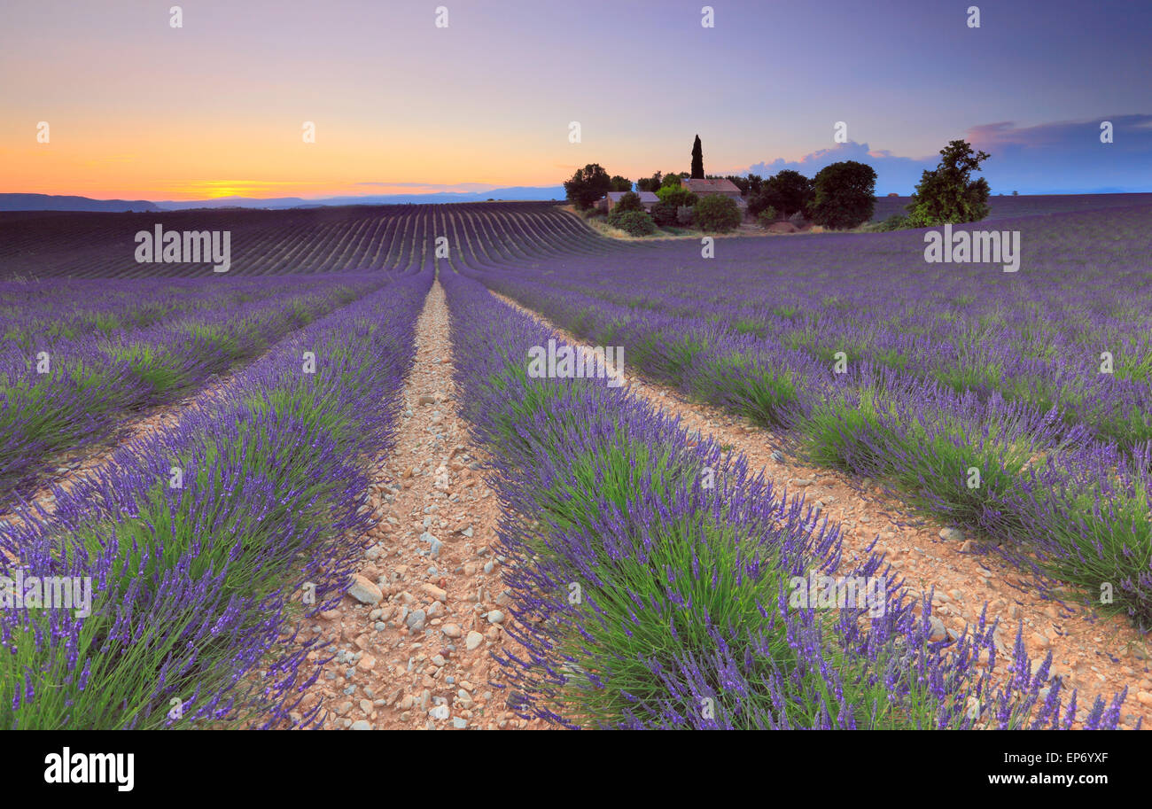 campo di lavanda al tramonto