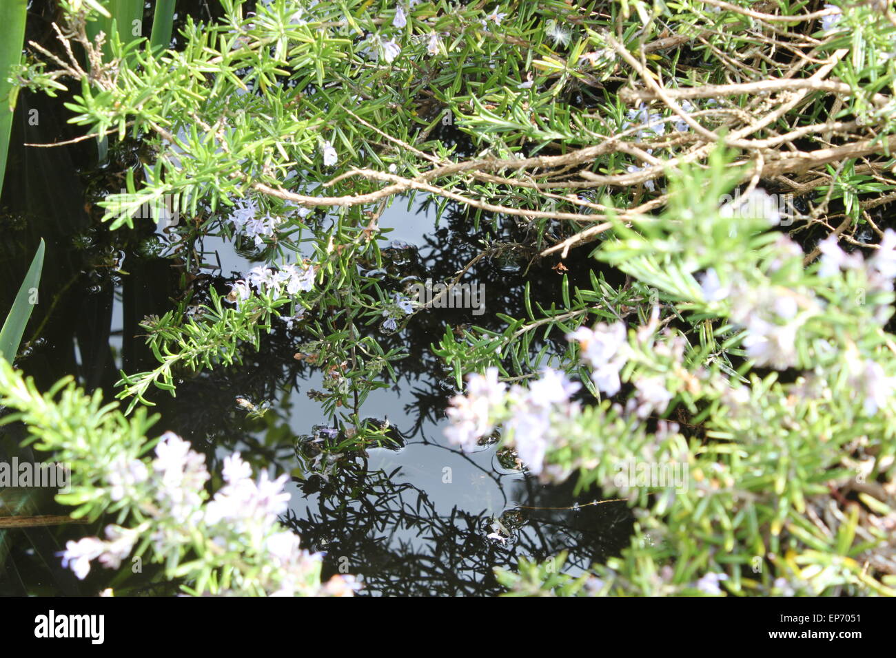 cespugli e piante che coprono laghetto giardino in cornovaglia Foto Stock